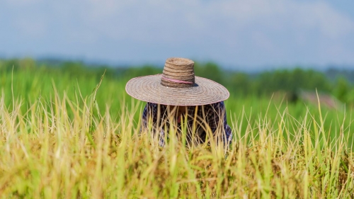 Thumbnail of Human and Nature in Indonesia